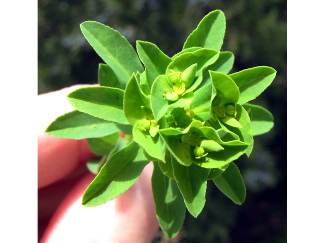 Euphorbia spathulata (Warty spurge) #39121