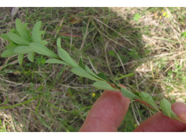 Euphorbia spathulata (Warty spurge) #39122