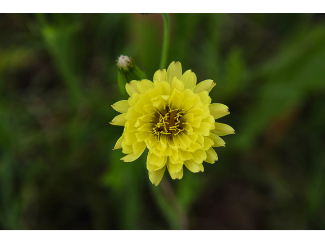 Pyrrhopappus pauciflorus (Smallflower desert-chicory) #60576