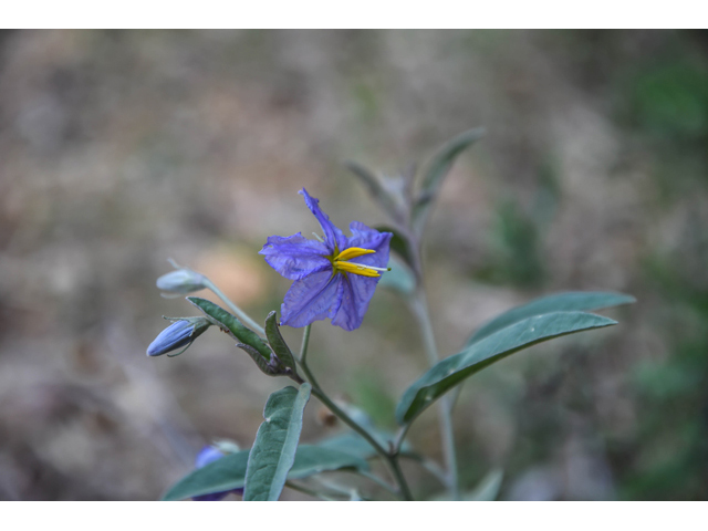Solanum elaeagnifolium (Silverleaf nightshade) #60580
