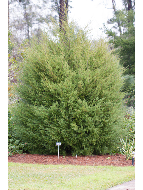 Juniperus virginiana (Eastern red cedar) #46999