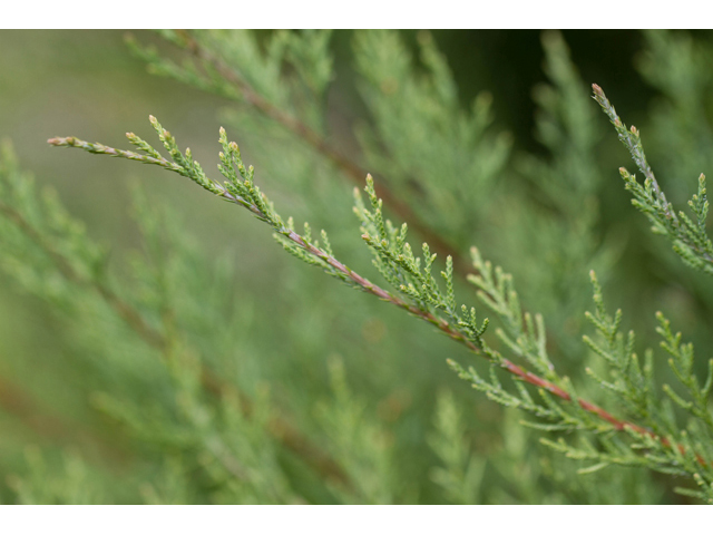 Juniperus virginiana (Eastern red cedar) #47002