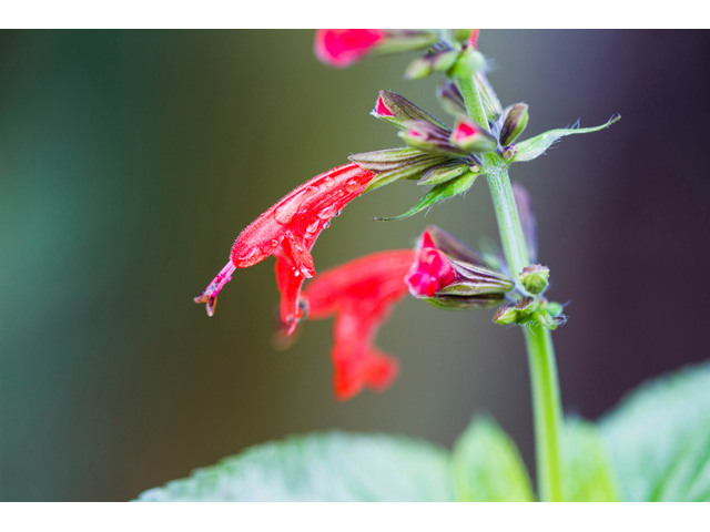 Salvia coccinea (Scarlet sage) #47007