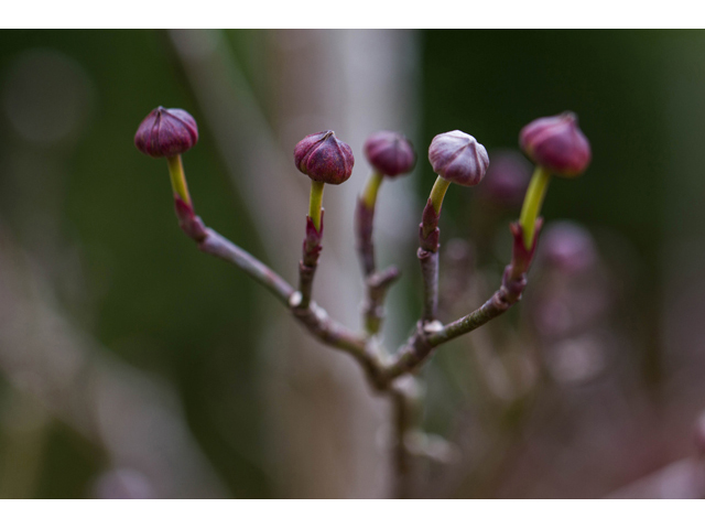 Cornus florida (Flowering dogwood) #47012