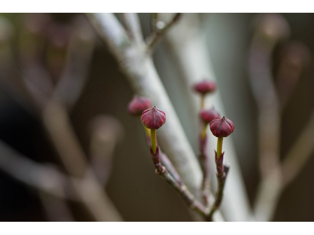 Cornus florida (Flowering dogwood) #47013