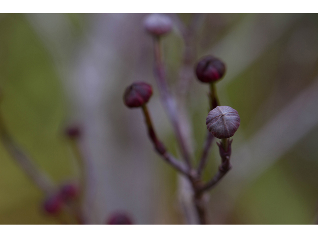 Cornus florida (Flowering dogwood) #47014