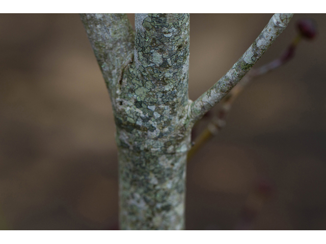 Cornus florida (Flowering dogwood) #47015