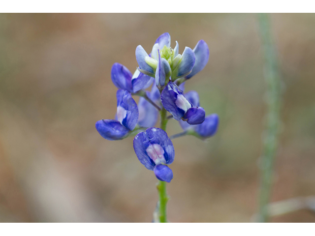 Lupinus texensis (Texas bluebonnet) #47035