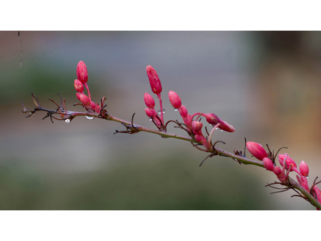 Hesperaloe parviflora (Red yucca) #47041