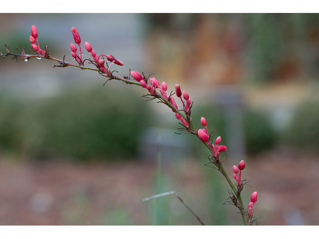 Hesperaloe parviflora (Red yucca) #47043