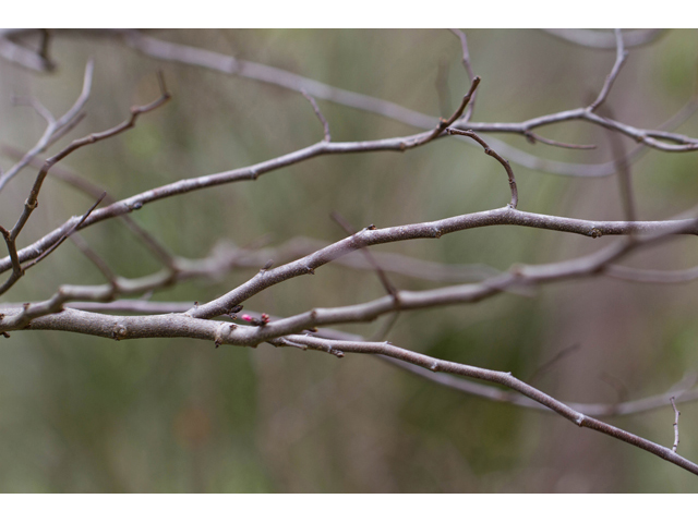 Cercis canadensis (Eastern redbud) #47054