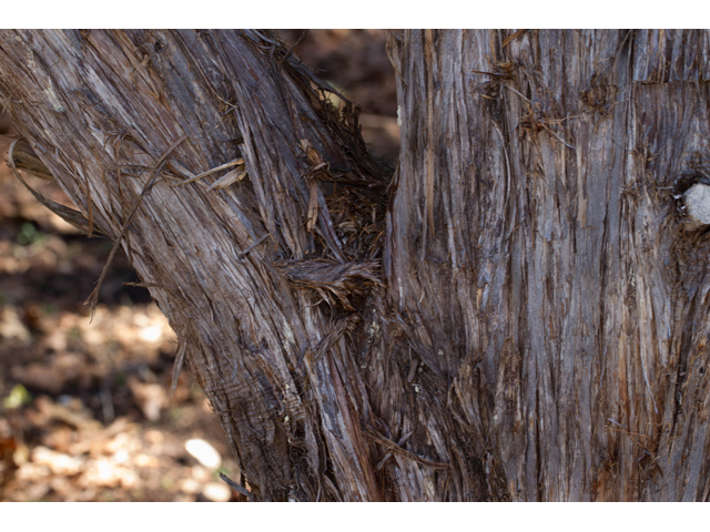 Juniperus ashei (Ashe juniper) #47857