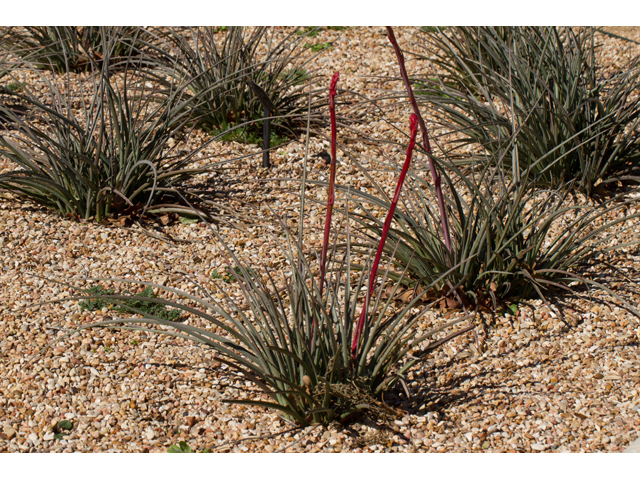Hesperaloe parviflora (Red yucca) #47858