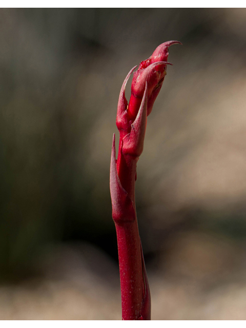 Hesperaloe parviflora (Red yucca) #47860