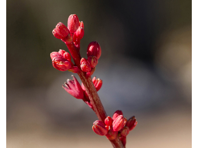 Hesperaloe parviflora (Red yucca) #47861