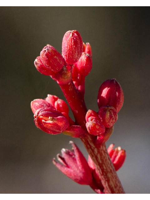 Hesperaloe parviflora (Red yucca) #47862