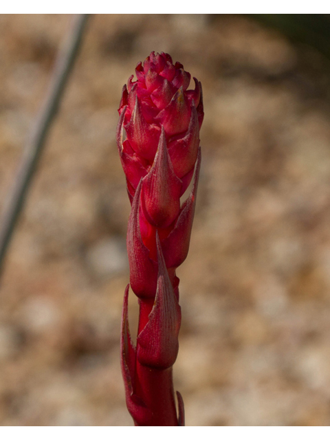 Hesperaloe parviflora (Red yucca) #47863