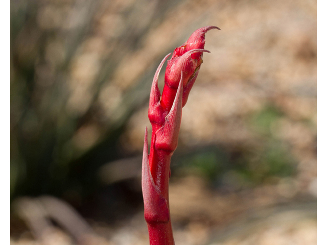 Hesperaloe parviflora (Red yucca) #47864