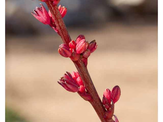Hesperaloe parviflora (Red yucca) #47865