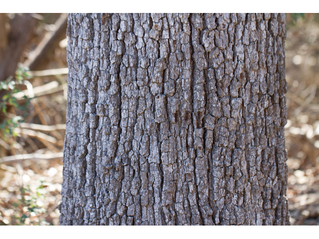 Quercus stellata (Post oak) #47867