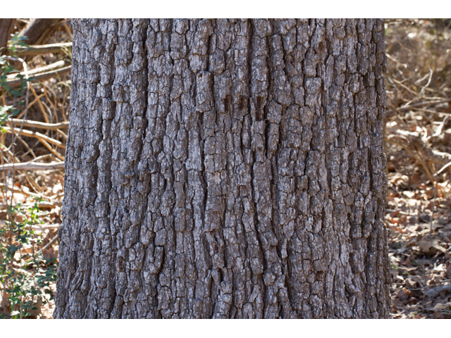 Quercus stellata (Post oak) #47868