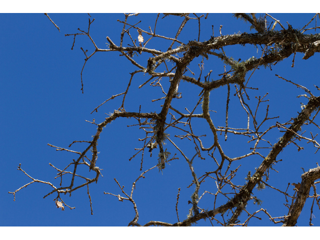 Quercus stellata (Post oak) #47870