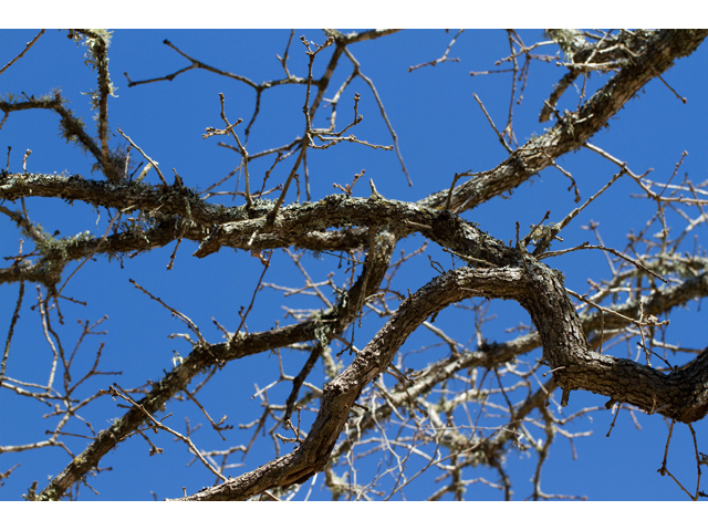 Quercus stellata (Post oak) #47871