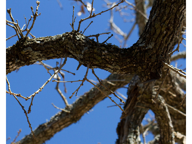 Quercus stellata (Post oak) #47872