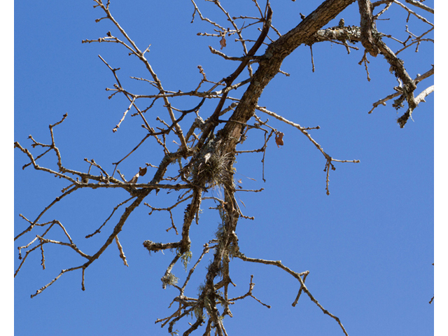 Quercus stellata (Post oak) #47873