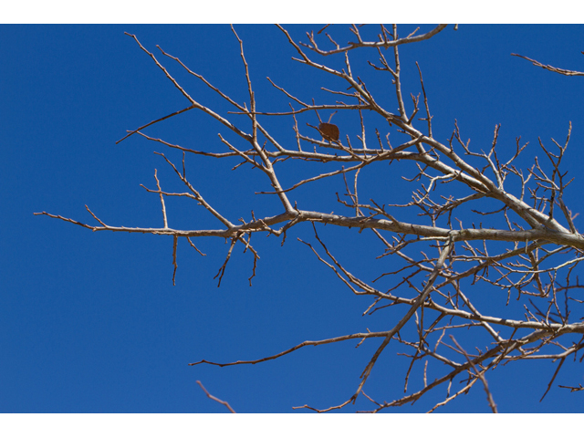 Ulmus crassifolia (Cedar elm) #47880