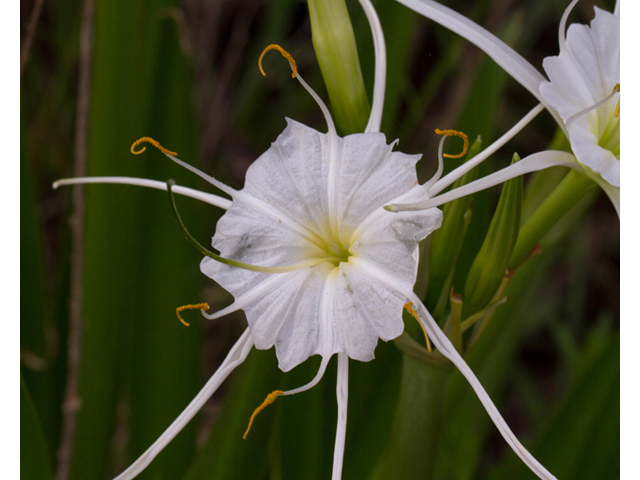 Hymenocallis liriosme (Texas spiderlily) #47890
