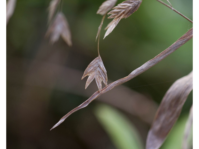 Chasmanthium latifolium (Inland sea oats) #47900