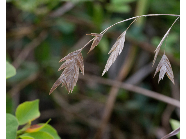 Chasmanthium latifolium (Inland sea oats) #47901