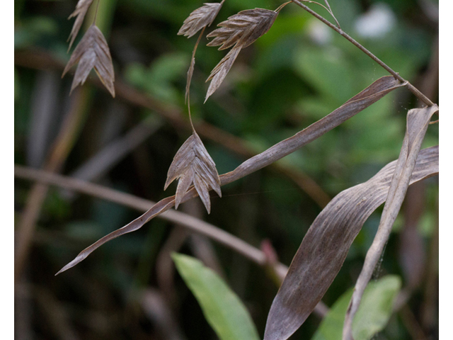 Chasmanthium latifolium (Inland sea oats) #47902
