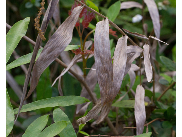 Chasmanthium latifolium (Inland sea oats) #47904