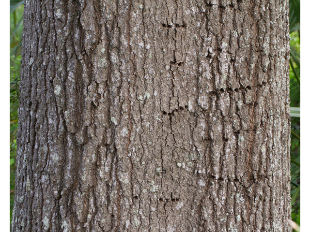 Quercus phellos (Willow oak) #47921