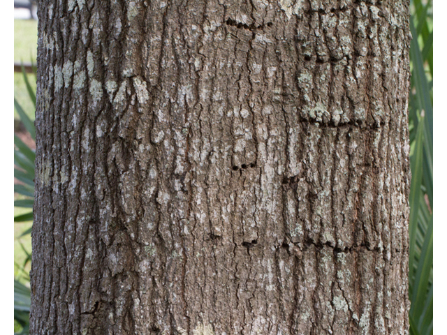 Quercus phellos (Willow oak) #56715