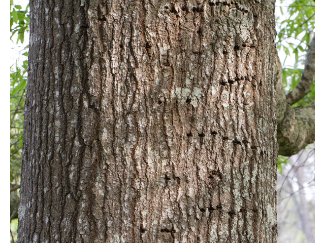 Quercus phellos (Willow oak) #56716