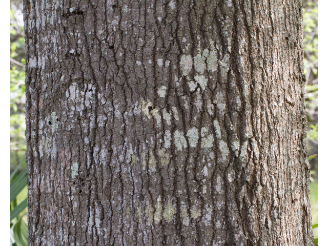 Quercus phellos (Willow oak) #56717