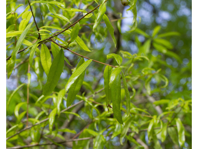 Quercus phellos (Willow oak) #56720