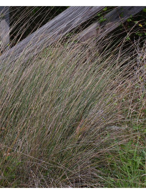 Muhlenbergia capillaris (Gulf muhly) #56728