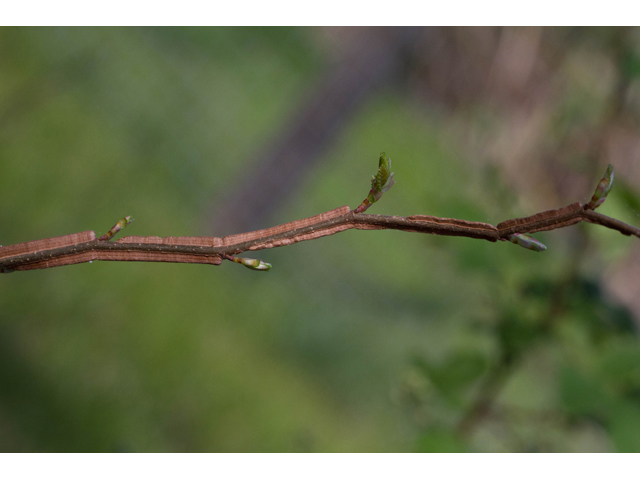 Ulmus crassifolia (Cedar elm) #56731
