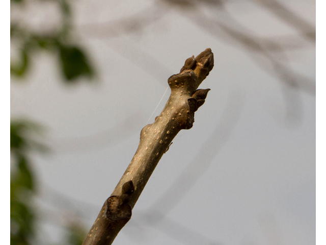 Ulmus crassifolia (Cedar elm) #56741