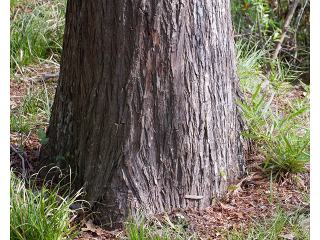 Taxodium distichum (Bald cypress) #56743