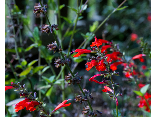 Salvia coccinea (Scarlet sage) #56750