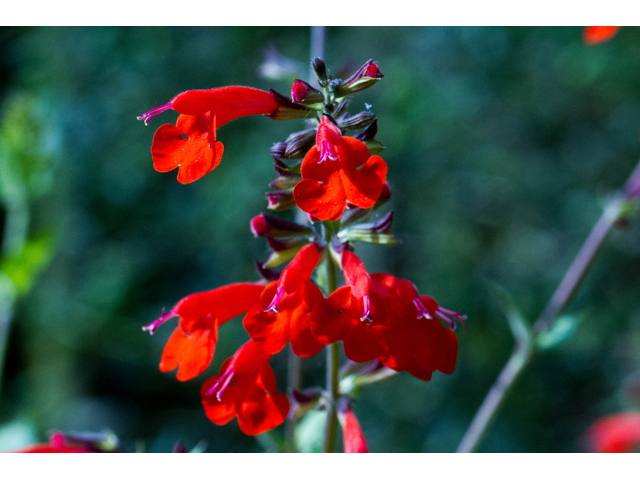 Salvia coccinea (Scarlet sage) #56751