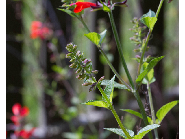 Salvia coccinea (Scarlet sage) #56753