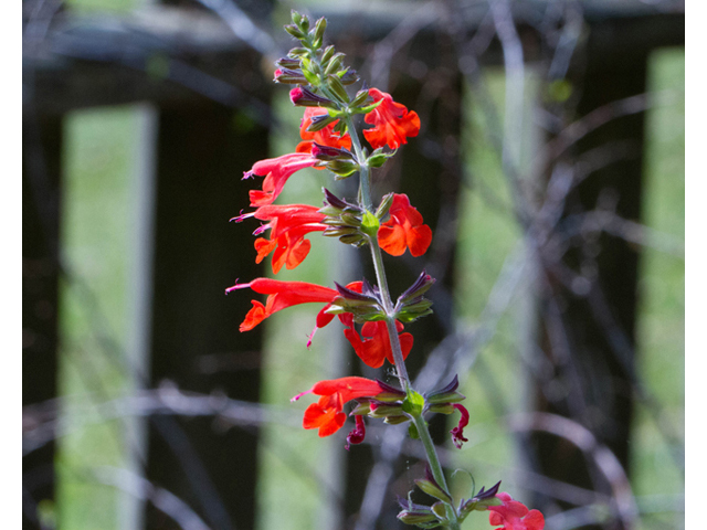 Salvia coccinea (Scarlet sage) #56755