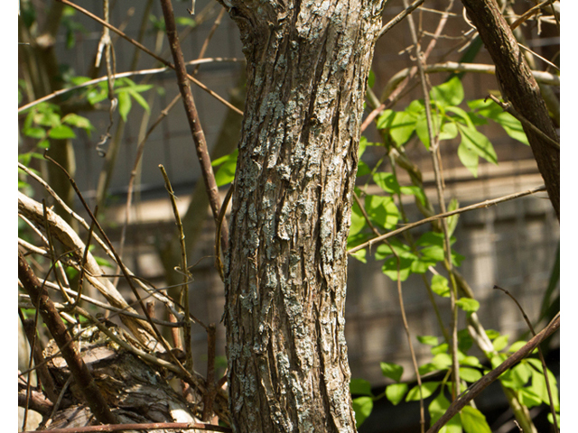 Cephalanthus occidentalis (Common buttonbush) #56807