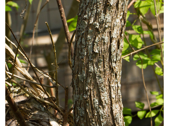 Cephalanthus occidentalis (Common buttonbush) #56808